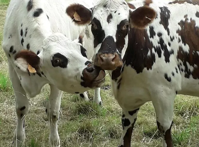 Coquet Et Accueillant Studio Montagne La Mongie * Bagnères-de-Bigorre